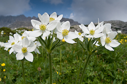 Spectacular flower displays in stunning scenery are a feature of the Dolomites photography tour